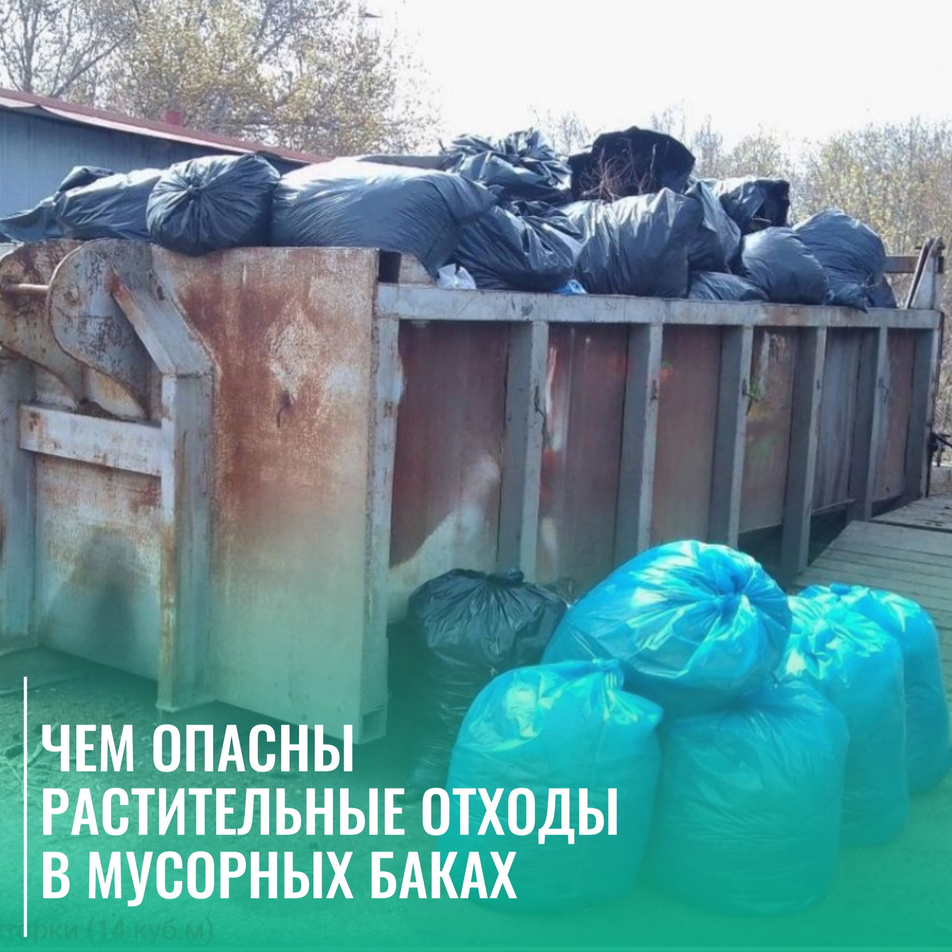 Чем опасны растительные отходы в мусорных баках