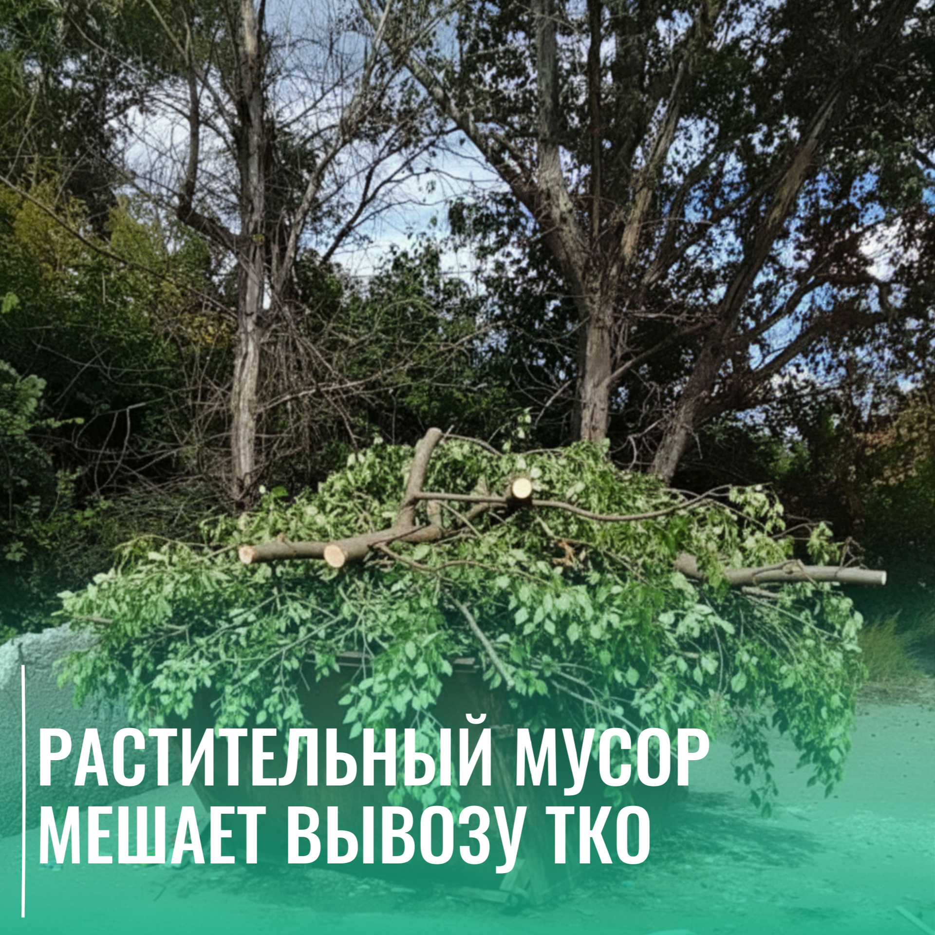 Растительный мусор мешает вывозу ТКО