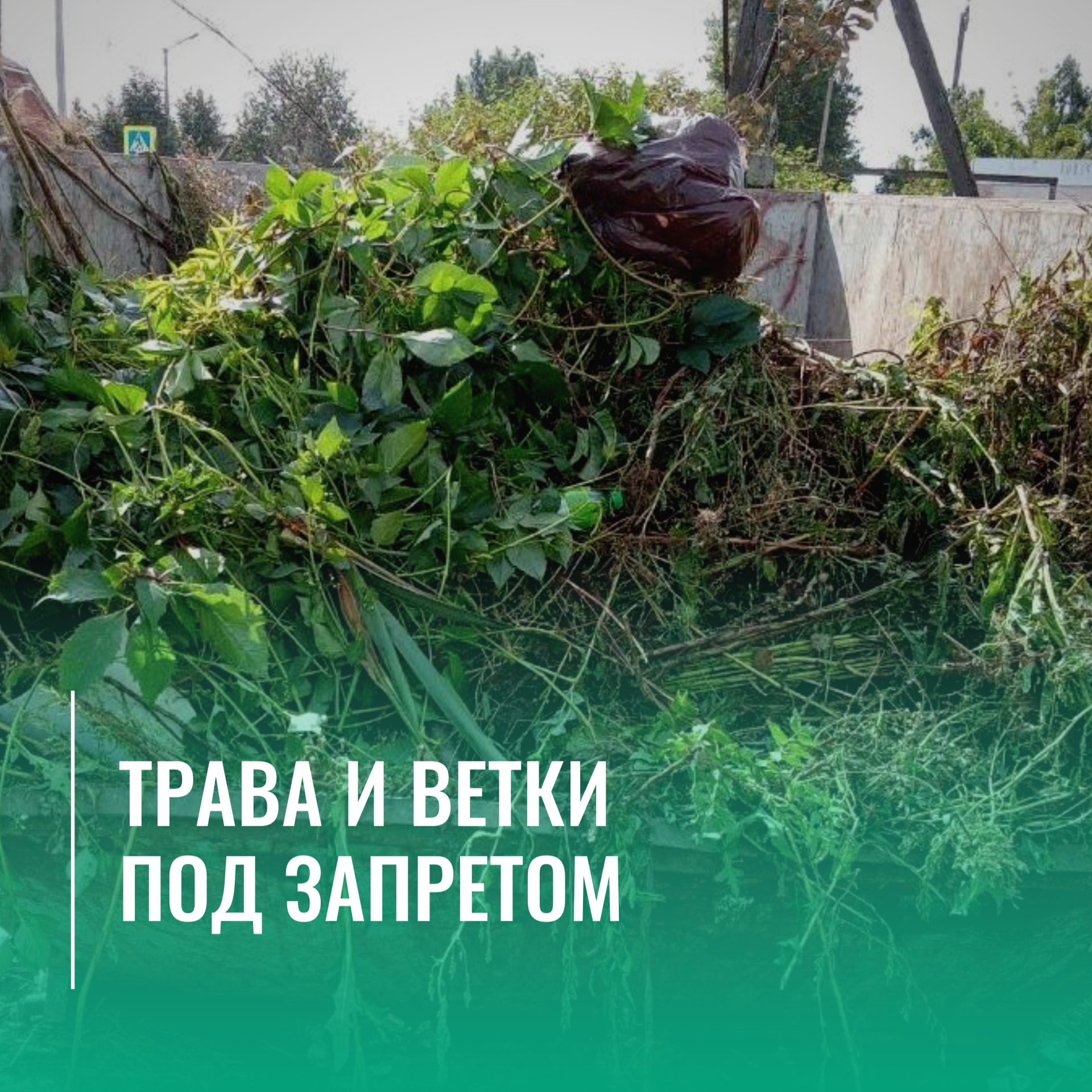 Трава и ветки под запретом: в России вступил в силу новый порядок утилизации растительных отходов